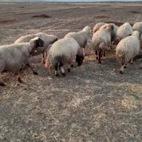 گوسفند سنجابی آبستن مایه کرده|حیوانات مزرعه|کرمانشاه, |دیوار