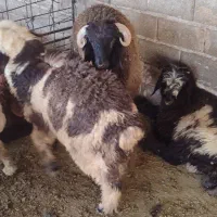 بره و کهره شیری