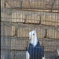 طوقی|پرنده|پیر بکران, |دیوار