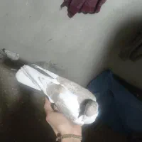 کبوتر اردکی