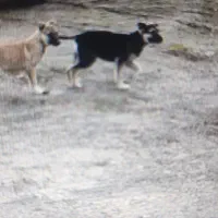 سگ مالینویز