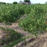 بانک تهاتر آپارتمان سوله باغ ویلا