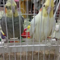 نرو ماده بالغ سخن گو دستی