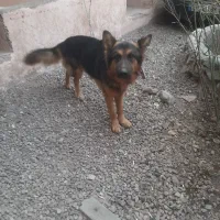 فروش سگ ژرمن شیپر اصل نژاد خالص