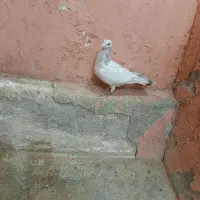 سفید هفرنگ ماده