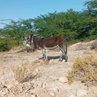 خر.ماده|حیوانات مزرعه|بندرعباس, |دیوار