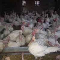 بوقلمون گوشتی
