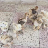 جوجه برهما گلد و وایت
