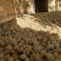 ۳ تن سیر موجود