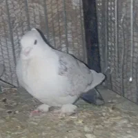 کفتر
