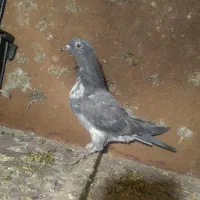 کبوتر|پرنده|سلماس, |دیوار