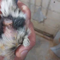 قناری ماده  آماده نگرو موزایکی|پرنده|مشهد, نیزه|دیوار