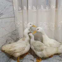 فروش اردک|حیوانات مزرعه|رشت, شهرک آیت الله منتظری|دیوار