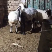 گوسفند وحیوانات درمزرعه