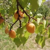 باغ 1450متری با چشمه