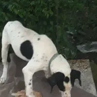 سگ شکاری واگذار میشود