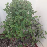 تعدادی گل|گل و گیاه طبیعی|شهرکرد, |دیوار