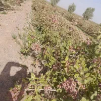 یک ساعت ونیم آب به همراه ۳۵۰ درخت پسته