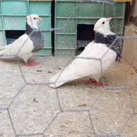 طوقی زره ای