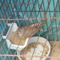 ۱ دانه جوجه فنچ|پرنده|بیجار, |دیوار