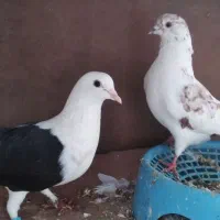 یک جفت کبوتر پرشی