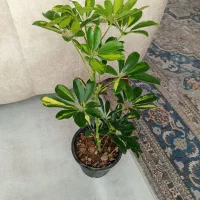 انواع گلهای اپارتمانی|گل و گیاه طبیعی|شاهین‌شهر, شهرک هشت بهشت|دیوار