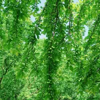 فروش باغ|فروش دفتر صنعتی، کشاورزی، تجاری|بوئین زهرا, |دیوار