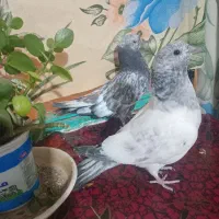 کبوتر گم کردم