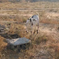 بز زیبا دوقلو وسه قلو زا