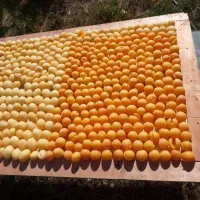 فروش باغ ویلا شرفخانه|فروش خانه و ویلا|تسوج, |دیوار