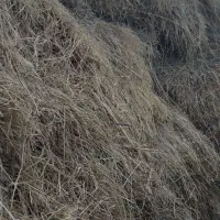 علف ویونجه