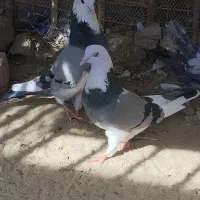 جفت شازده سبز کاشانی