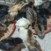 جوجه مرغ کاکلی