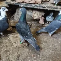 مگس|پرنده|نیمروز, |دیوار