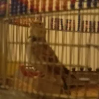 پرندهای زینتی ومولد|پرنده|اسلامشهر, شهرک امام حسین (میان آباد)|دیوار