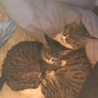 گربه جهت واگذاری با تعهد|گربه|نوشهر, |دیوار