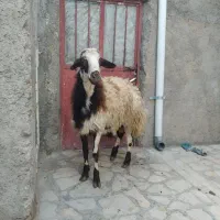 بره قوچ.قوچ