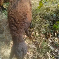 ۹راس بره بفروش میرسد