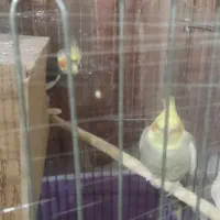 عروس هلندی مولد جفت|پرنده|باقرشهر, |دیوار