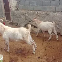 نر بز سانن|حیوانات مزرعه|گرمخان, |دیوار