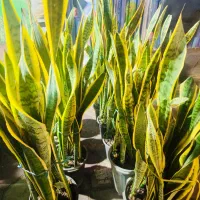 گل و گیاه ، نصف قیمت بازار|گل و گیاه طبیعی|ری, دولت‌آباد|دیوار