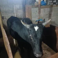 ورزا چالوسی