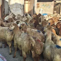 گوسفند زنده چراشده در مناطق کوهستانی و سرسبز|حیوانات مزرعه|تهران, گلستان (شهرک راه آهن)|دیوار