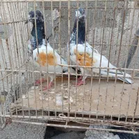 مرغ محلی ریشی|پرنده|بوشهر, |دیوار