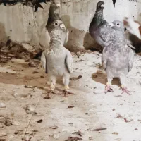۴عددپلاکی