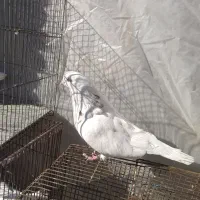 تهرونی چشم نوک سفید|پرنده|شهرکرد, |دیوار