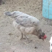 مرغ گلین طوسی گلین|حیوانات مزرعه|رفسنجان, |دیوار