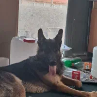 واگذاری سگ|سگ|پردیس, شهرک صنعتی خرمدشت فاز ۷|دیوار