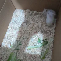 همستر نژاد دار