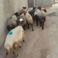 گوسفند زنده|حیوانات مزرعه|دورود, |دیوار